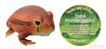 Żaba Pomidorowa 27 cm Długości