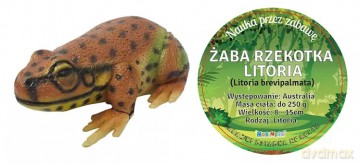 Żaba Rzekotka Litoria 21 cm Długości