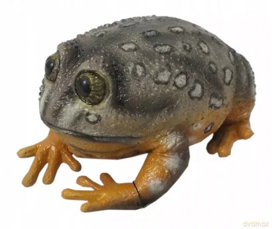 Żaba Western Spotted 22 cm Długości