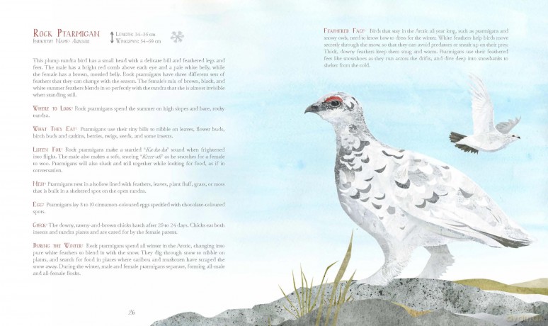 A Children's Guide to Arctic Birds - Mia Pelletier [KSIĄŻKA]