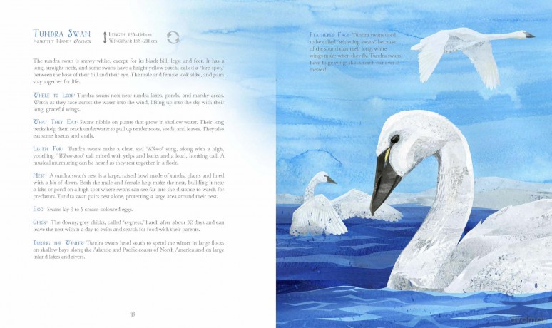 A Children's Guide to Arctic Birds - Mia Pelletier [KSIĄŻKA]