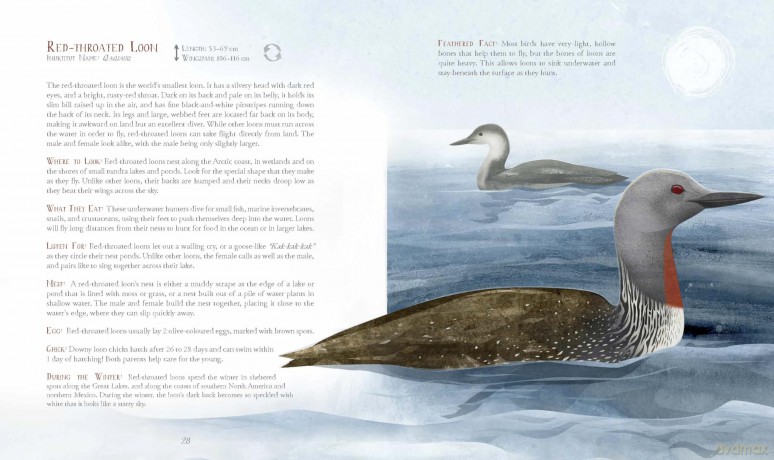 A Children's Guide to Arctic Birds - Mia Pelletier [KSIĄŻKA]