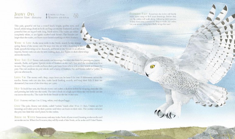 A Children's Guide to Arctic Birds - Mia Pelletier [KSIĄŻKA]