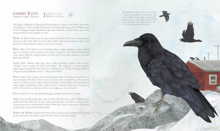 A Children's Guide to Arctic Birds - Mia Pelletier [KSIĄŻKA]