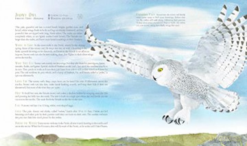 A Children's Guide to Arctic Birds - Mia Pelletier [KSIĄŻKA]