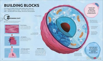 A Day in the Life of Your Body: Find Out What's Going on Under Your Skin - DK [KSIĄŻKA]
