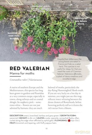 A Field Guide to Urban Plants: Common Species of Pavements, Walls and Waste Ground - Alexandra-Maria Klein [KSIĄŻKA]