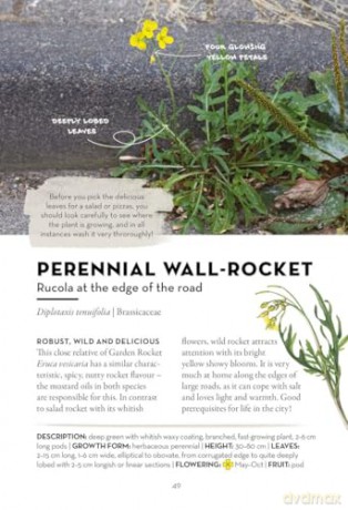 A Field Guide to Urban Plants: Common Species of Pavements, Walls and Waste Ground - Alexandra-Maria Klein [KSIĄŻKA]