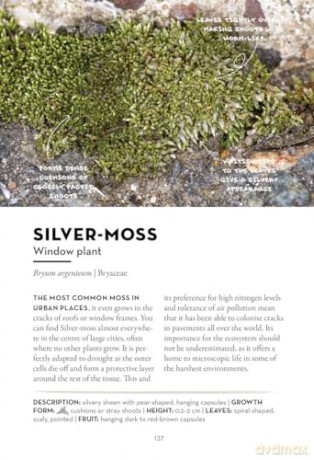 A Field Guide to Urban Plants: Common Species of Pavements, Walls and Waste Ground - Alexandra-Maria Klein [KSIĄŻKA]