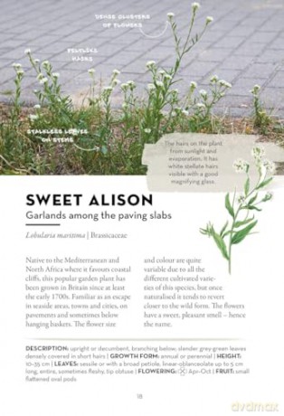 A Field Guide to Urban Plants: Common Species of Pavements, Walls and Waste Ground - Alexandra-Maria Klein [KSIĄŻKA]