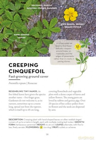 A Field Guide to Urban Plants: Common Species of Pavements, Walls and Waste Ground - Alexandra-Maria Klein [KSIĄŻKA]