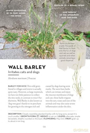 A Field Guide to Urban Plants: Common Species of Pavements, Walls and Waste Ground - Alexandra-Maria Klein [KSIĄŻKA]