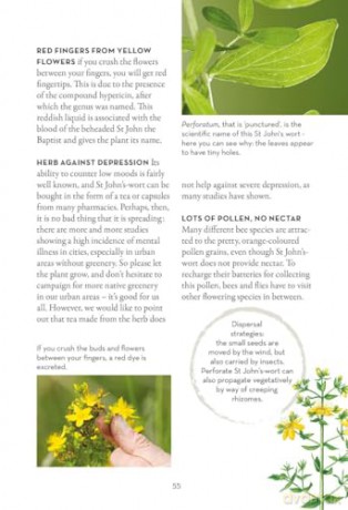 A Field Guide to Urban Plants: Common Species of Pavements, Walls and Waste Ground - Alexandra-Maria Klein [KSIĄŻKA]