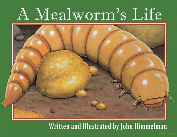 A Mealworm's Life - John Himmelman [KSIĄŻKA]