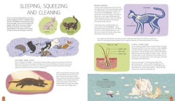 A World of Cats: A Celebration of Fascinating Facts and Amazing Real-Life Stories for Cat Lovers - Carlie Sorosiak [KSIĄŻKA]