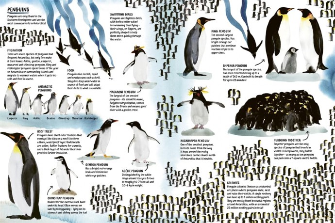 All About Antarctica - Marc Martin [KSIĄŻKA]