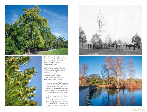 Among the Giants: A Year at Kew's Arboretum - Kew Gardens [KSIĄŻKA]