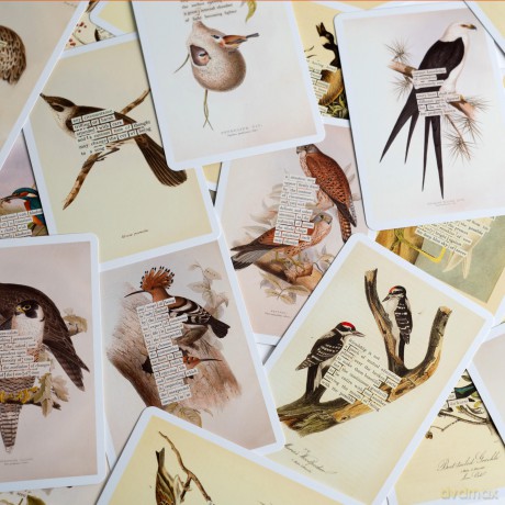 An Almanac of Birds: 100 Divinations for Uncertain Days - Maria Popova [KSIĄŻKA]