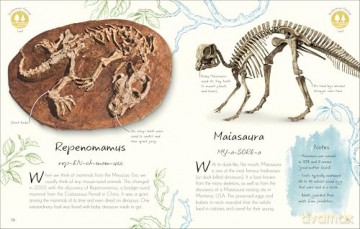 An Anthology of Fossils: A Collection of Plant and Animal Fossils From Around the World - Dean Lomax [KSIĄŻKA]