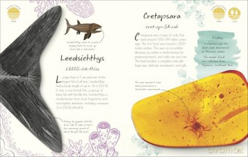 An Anthology of Fossils: A Collection of Plant and Animal Fossils From Around the World - Dean Lomax [KSIĄŻKA]