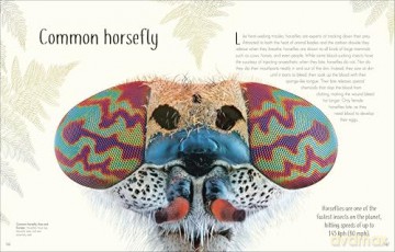 An Anthology of Remarkable Bugs - Jess French [KSIĄŻKA]