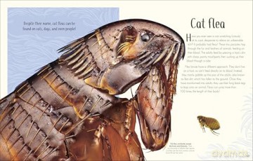 An Anthology of Remarkable Bugs - Jess French [KSIĄŻKA]