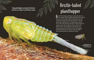 An Anthology of Remarkable Bugs - Jess French [KSIĄŻKA]