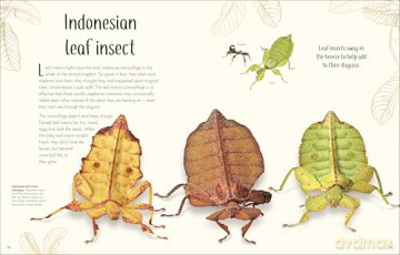 An Anthology of Remarkable Bugs - Jess French [KSIĄŻKA]