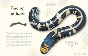 An Anthology of Remarkable Bugs - Jess French [KSIĄŻKA]