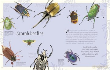 An Anthology of Remarkable Bugs - Jess French [KSIĄŻKA]