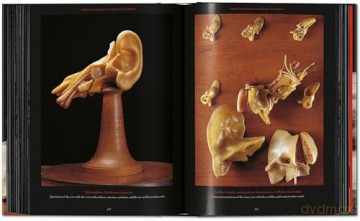 Anatomical Waxes. 45th Ed. - Marta Poggesi [KSIĄŻKA]