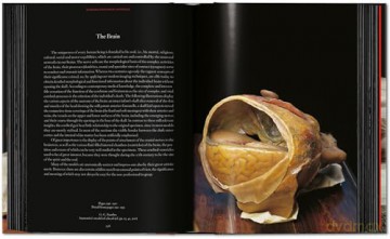 Anatomical Waxes. 45th Ed. - Marta Poggesi [KSIĄŻKA]