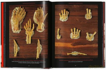 Anatomical Waxes. 45th Ed. - Marta Poggesi [KSIĄŻKA]