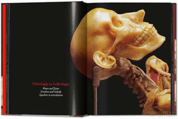 Anatomical Waxes. 45th Ed. - Marta Poggesi [KSIĄŻKA]