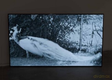Andrea Blum: Biota: A Discourse between Art and Architecture from the 1970s to the Present - Harper Montgomery [KSIĄŻKA]