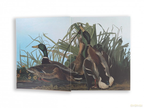 Audubon's Birds of America - John James Audubon [KSIĄŻKA]