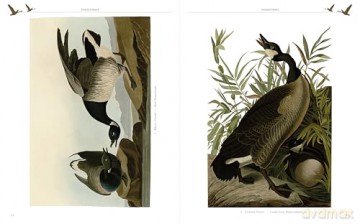Audubon's Birds of America - John James Audubon [KSIĄŻKA]