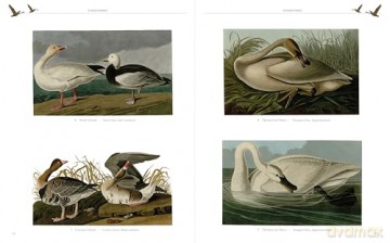 Audubon's Birds of America - John James Audubon [KSIĄŻKA]