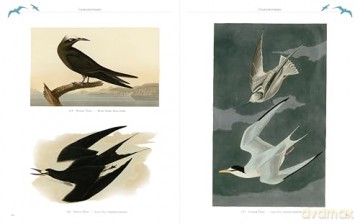 Audubon's Birds of America - John James Audubon [KSIĄŻKA]