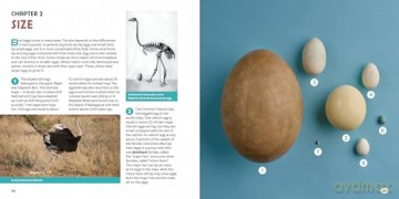 Bird Eggs: A Young Naturalist's Guide - Mark Peck [KSIĄŻKA]