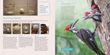 Bird Eggs: A Young Naturalist's Guide - Mark Peck [KSIĄŻKA]