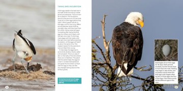 Bird Eggs: A Young Naturalist's Guide - Mark Peck [KSIĄŻKA]