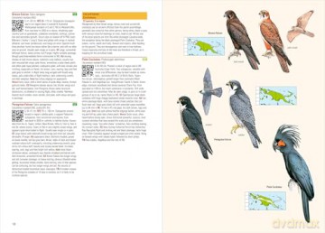 Birds of New Guinea: The Essential Field Guide to the Region's Avifauna: Including Bismarck Archipelago and Bougainville - Phil Gregory [KSIĄŻKA]
