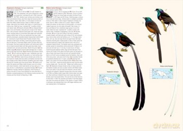 Birds of New Guinea: The Essential Field Guide to the Region's Avifauna: Including Bismarck Archipelago and Bougainville - Phil Gregory [KSIĄŻKA]