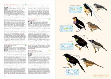 Birds of New Guinea: The Essential Field Guide to the Region's Avifauna: Including Bismarck Archipelago and Bougainville - Phil Gregory [KSIĄŻKA]