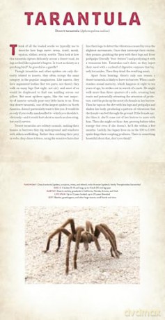 Bugs: A Photicular Book - Dan Kainen [KSIĄŻKA]