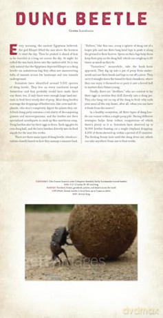 Bugs: A Photicular Book - Dan Kainen [KSIĄŻKA]