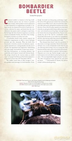 Bugs: A Photicular Book - Dan Kainen [KSIĄŻKA]