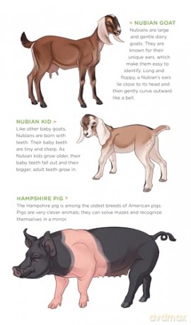 Busy Barnyard of Tattoo Farm Animals: 50 Temporary Tattoos that Teach [KSIĄŻKA]