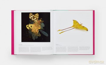 Butterfly: Exploring the World of Lepidoptera - Phaidon Editors [KSIĄŻKA]